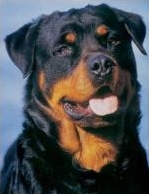 Rottweiler
