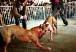 Combat en Chine